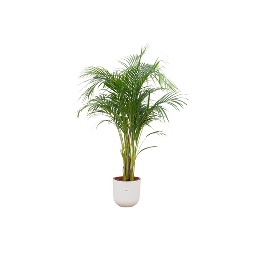 Areca palm incl. pot Wit - ↨140cm - Ø26cm