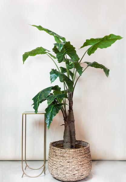 Alocasia - Olifantsoor - Kunstplant - ↨180cm