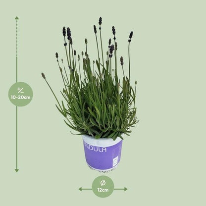 Lavendel Lavandula Hidcote Blue Blauw - ↨20cm - Ø12cm