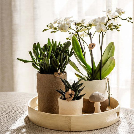 Plantenset Slow Living - Witte Phalaenopsis Orchidee Lausanne en Succulenten incl. keramieken sierpotten