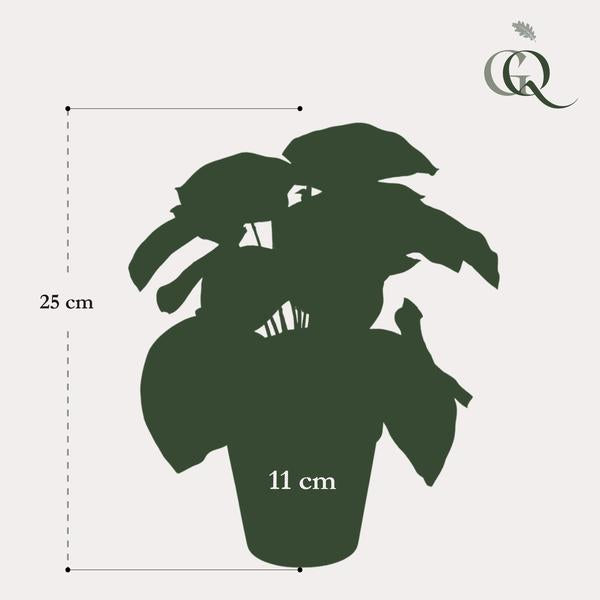 Peperomia Argyreia - Watermelon - Kunstplant - ↨25cm
