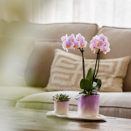 Plantenset Gradience Pink - Roze Phalaenopsis Orchidee Andorra en Succulent incl. keramieken sierpotten