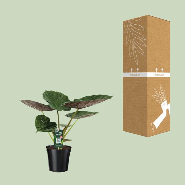 Alocasia Wentii - Olifantsoor - ↨70cm - Ø19cm