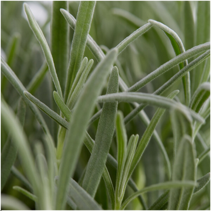 Lavendel angustifolia - 6 stuks - ↨15cm - Ø7m