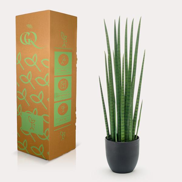 Sanseveria Cylindrica - Vrouwentong - Kunstplant - ↨70 cm