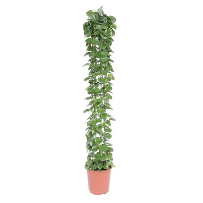 Cissus rotundifolia gaasrek - ↨160cm - Ø27cm