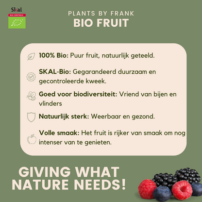 Biologische Vijgenbomen 3 stuks - ↨20cm - Ø13