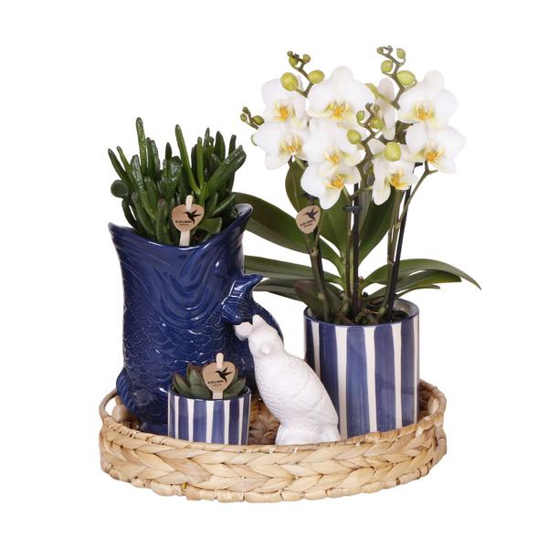 Plantenset Mediterranean Sunset - Witte Phalaenopsis Orchidee Lausanne en Succulenten incl. keramieken sierpotten