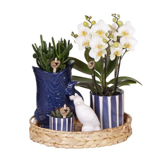 Plantenset Mediterranean Sunset - Witte Phalaenopsis Orchidee Lausanne en Succulenten incl. keramieken sierpotten