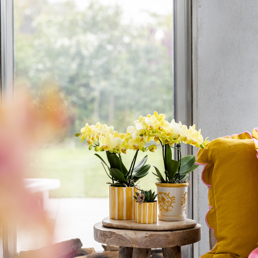 Plantenset met gele orchidee Mexico en succulent in Painted Stripe sierpot - potmaat Ø9cm & Ø6cm