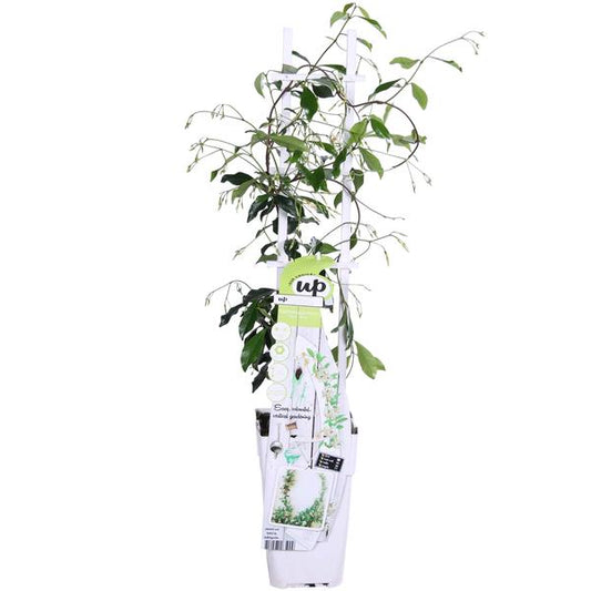 Trachelospermum 'Star of Venice' - Toscaanse Jasmijn Wit - ↨65cm - Ø15cm