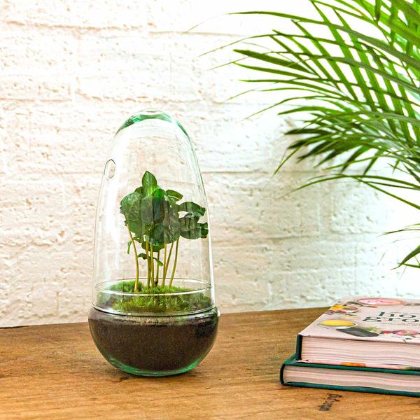 DIY terrarium - Egg Coffea Arabica - ↨25cm