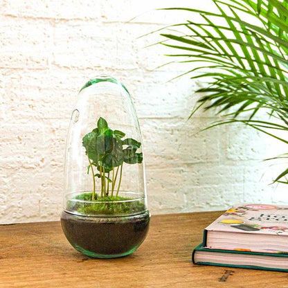 DIY terrarium - Egg Coffea Arabica - ↨25cm