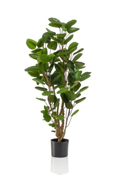 Polyscias - Aralia - Kunstplant - ↨105cm