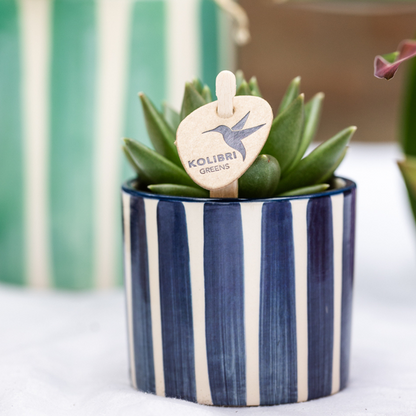 Plantenset Mediterranean Sunset - Witte Phalaenopsis Orchidee Lausanne en Succulenten incl. keramieken sierpotten
