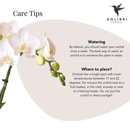 Witte Phalaenopsis orchidee Amabilis + Diamond sierpot goud – Ø9cm