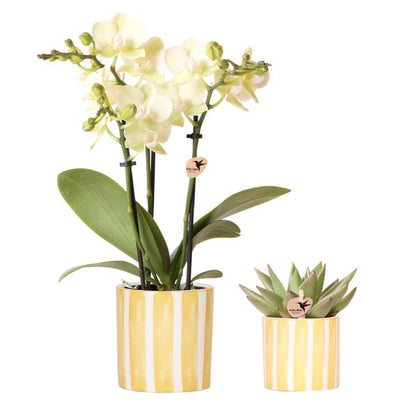 Plantenset met gele orchidee Mexico en succulent in Painted Stripe sierpot - potmaat Ø9cm & Ø6cm