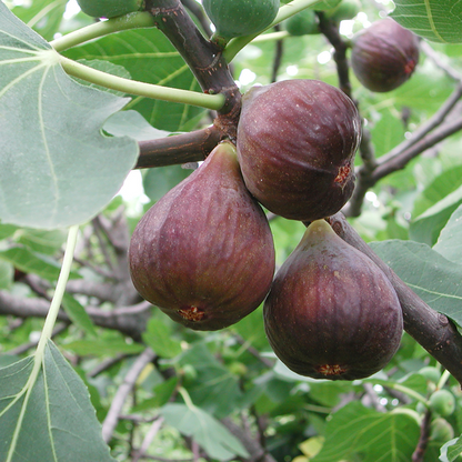 Biologische Vijgenbomen 3 stuks - ↨20cm - Ø13