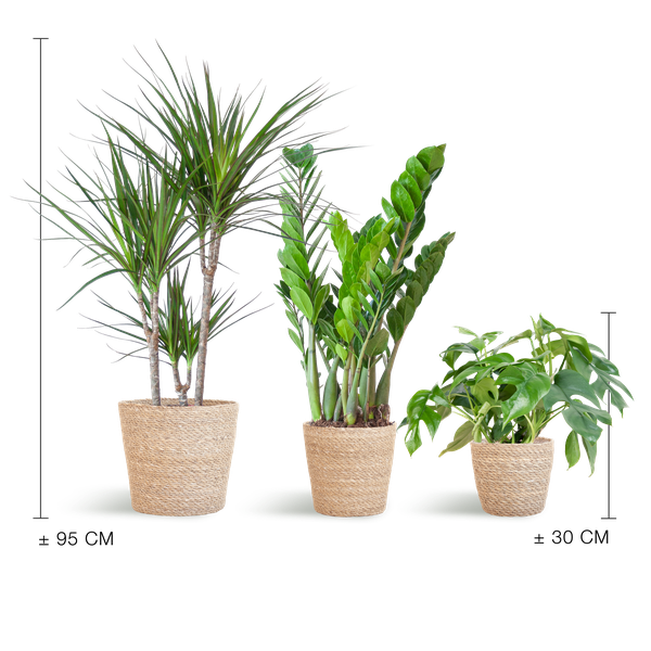 Schaduw Plantenbox - 3 stuks - met mand Sofia - ↨25 a 95cm - Ø12 a 21cm
