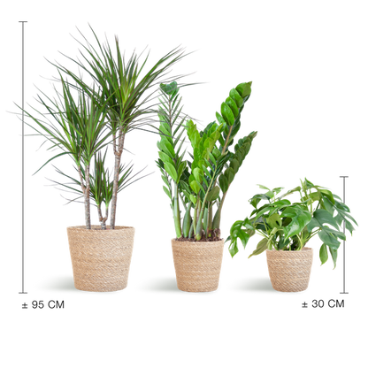 Schaduw Plantenbox - 3 stuks - met mand Sofia - ↨25 a 95cm - Ø12 a 21cm