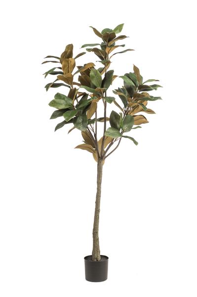 Magnolia Grandiflora - Magnoliaboom - Kunstplant - ↨150 cm