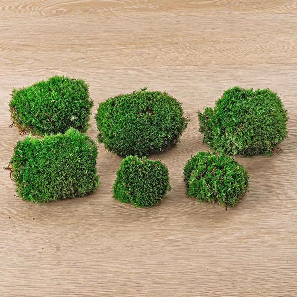 Live Cushion Moss - Premium Fresh Moss - 6 stuks