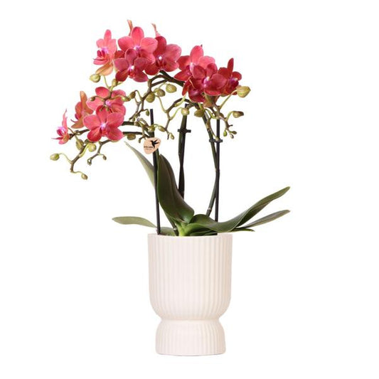 Rode Phalaenopsis orchidee - Congo + Diabolo travertine - potmaat Ø9cm