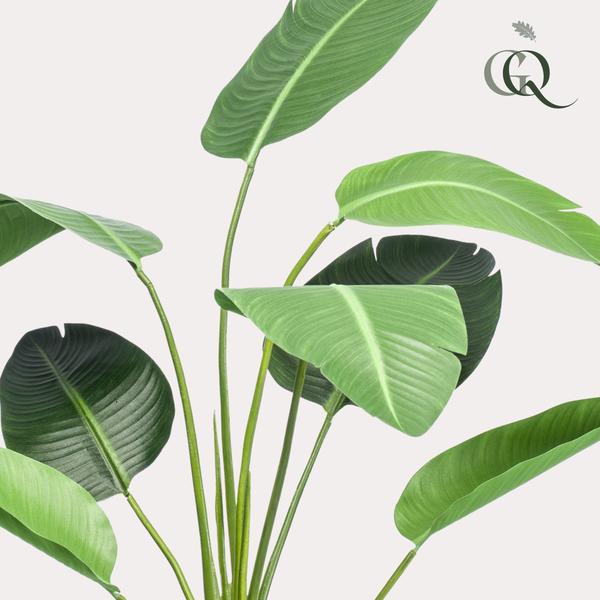Strelitzia nicolai - Paradijsvogelbloem - Kunstplant - ↨120cm