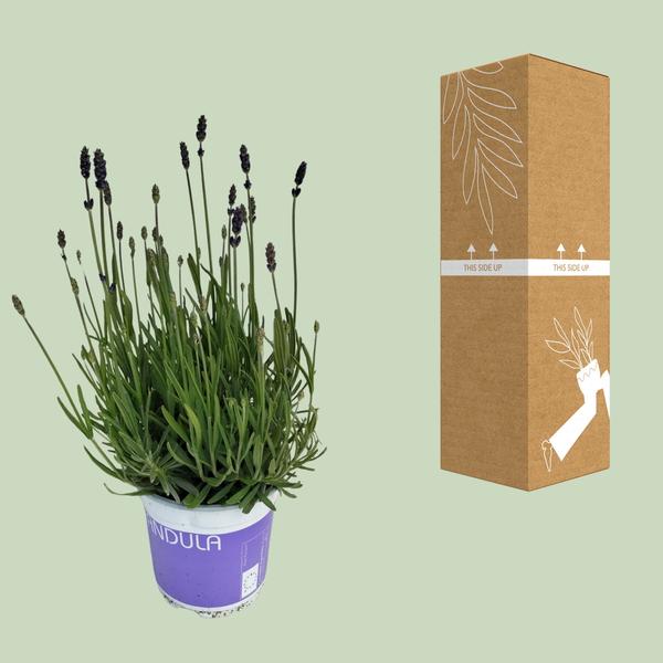 Lavendel Lavandula Hidcote Blue Blauw - ↨20cm - Ø12cm