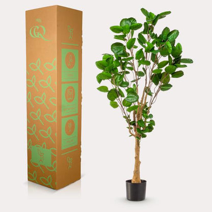 Polyscias - Aralia - Kunstplant - ↨150cm