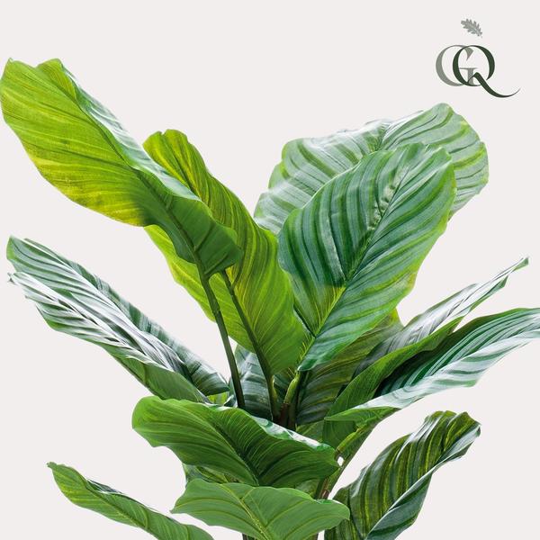 Calathea Orbifolia - Schaduwplant - Kunstplant - ↨60cm
