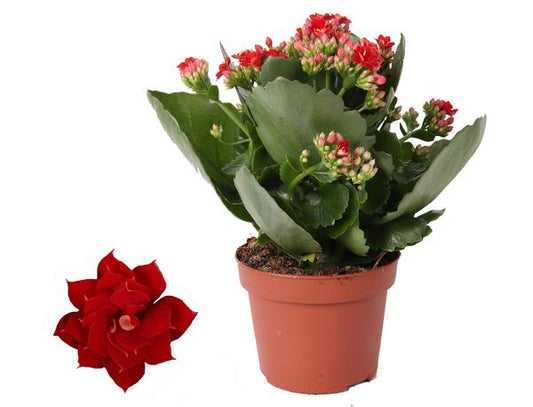 Kalanchoe Rosalina Don Justino Rood - ↨27cm - Ø12cm