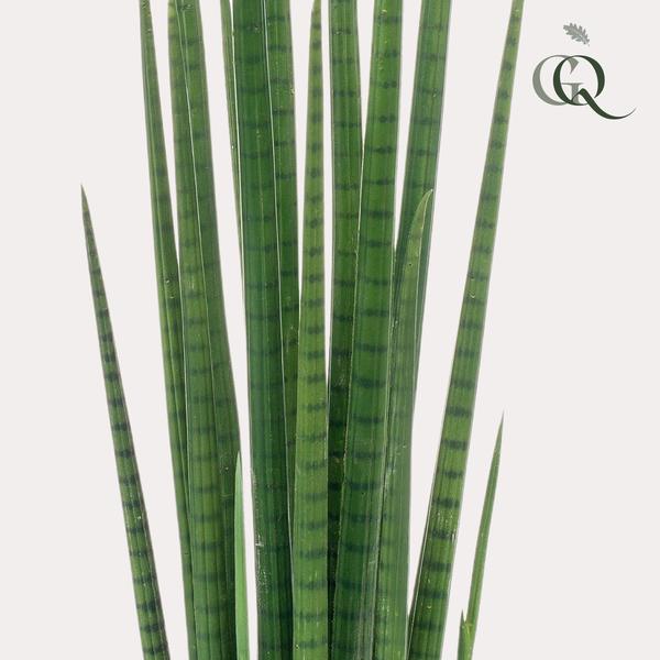 Sanseveria Cylindrica - Vrouwentong - Kunstplant - ↨70 cm