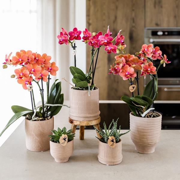 Rode orchidee Congo + Bali sierpot sand - potmaat Ø9cm - Luxe Planten