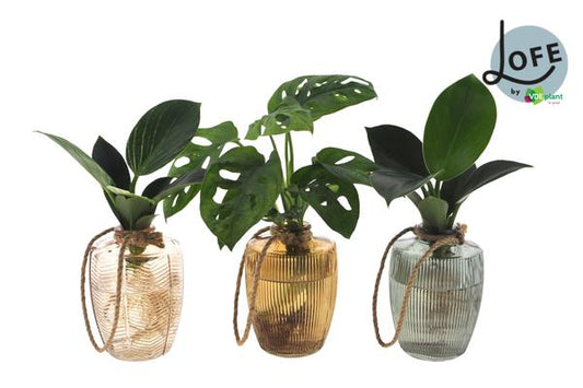 Lofe Waltz Mix Glas - 3 stuks - ↨25cm - Ø7cm