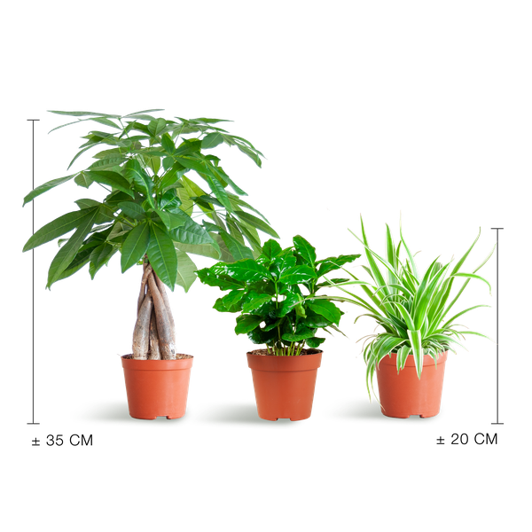 Diervriendelijke Plantenbox - Ø12cm
