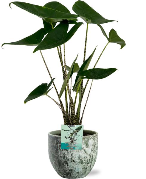 Alocasia Zebrina incl. pot Groen - ↨75cm - Ø19cm