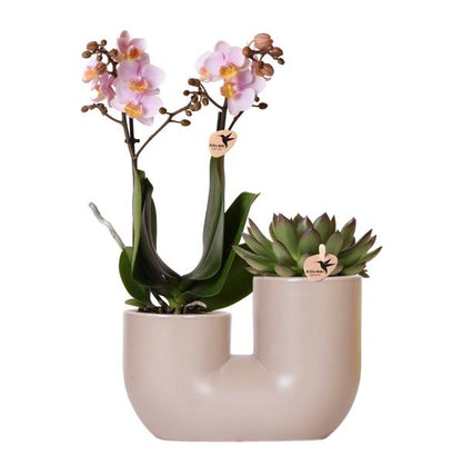 Roze orchidee Andorra en succulent in Tube sierpot sand -  Ø9cm