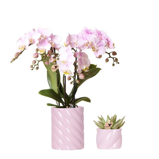 Plantenset Candy - Roze Phalaenopsis Orchidee Portugal en Succulent incl. keramieken sierpotten