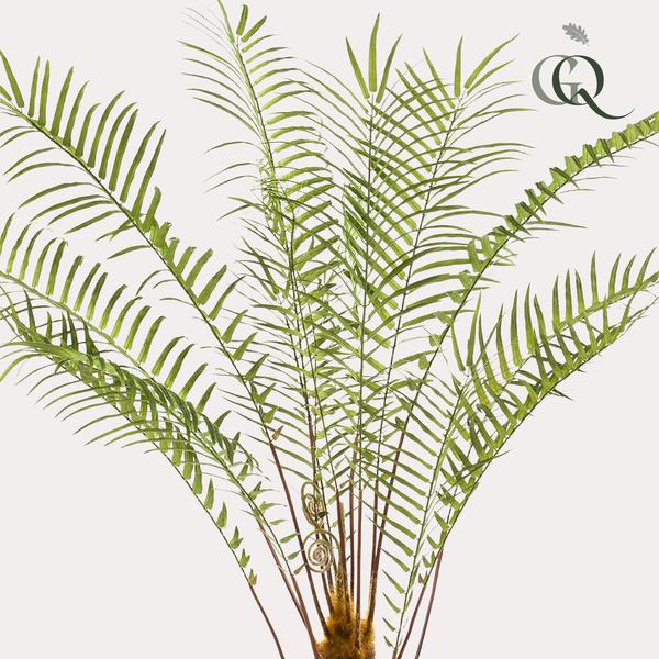 Boomvaren - Kunstplant - ↨125cm