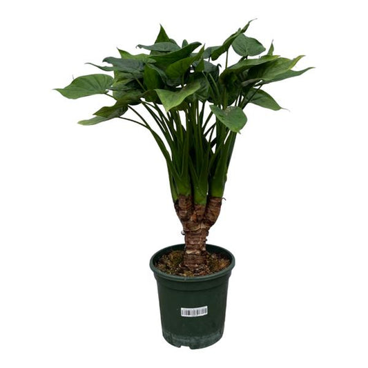 Alocasia Cucullatta stam - ↨120cm - Ø26cm