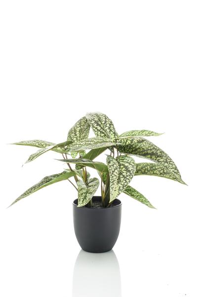 Calathea Dots - Schaduwplant - Kunstplant - ↨38cm
