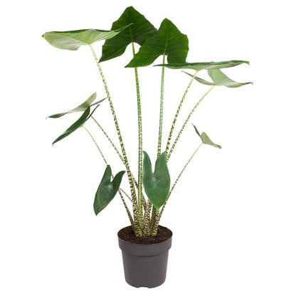 Alocasia Zebrina - ↨130cm - Ø32cm