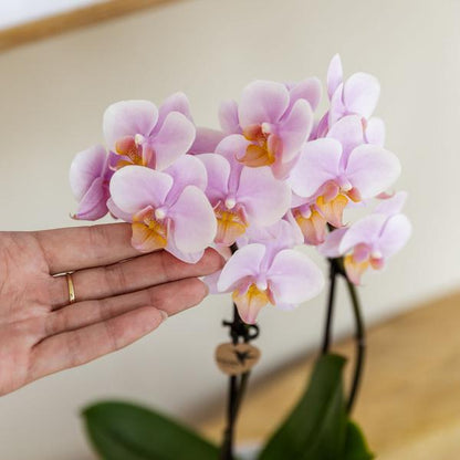 Gift set Mediterranean Sunset small - Groene plant met roze Phalaenopsis orchidee Andorra  in Painted Stripe sierpotten op wit organisch dienblad