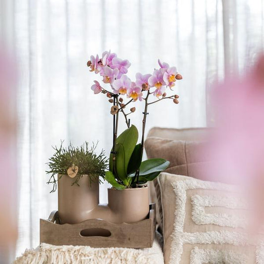 Roze orchidee Andorra en succulent in Tube sierpot sand -  Ø9cm