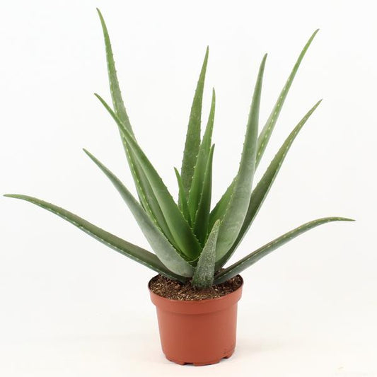 Aloe Vera - ↨70cm - Ø19cm