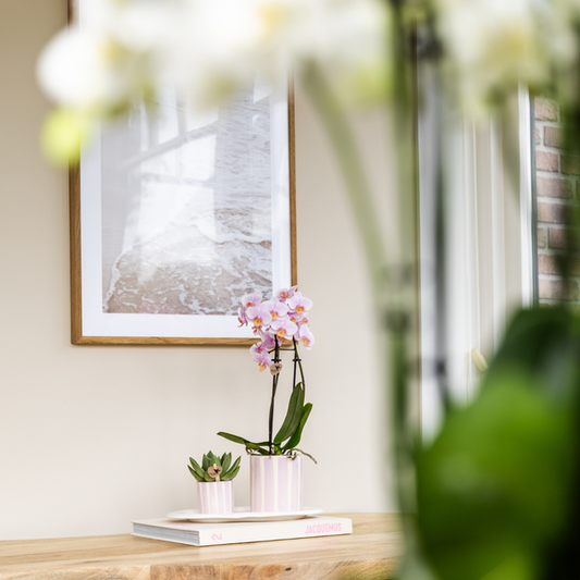 Gift set Mediterranean Sunset small - Groene plant met roze Phalaenopsis orchidee Andorra  in Painted Stripe sierpotten op wit organisch dienblad