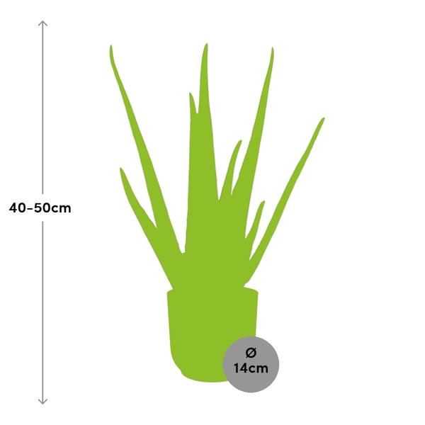 Aloe Vera - ↨45cm - Ø12cm - incl. pot Geel - Ø14cm
