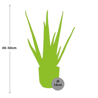 Aloe Vera - ↨45cm - Ø12cm - incl. pot Geel - Ø14cm