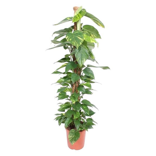 Epipremnum Aureum mosstok - ↨150cm - Ø27cm
